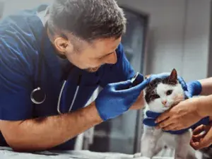 Exame de ouvido em gato durante consulta veterinária