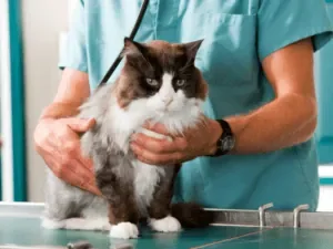 Veterinário segurando gato de pelo longo sobre mesa de atendimento